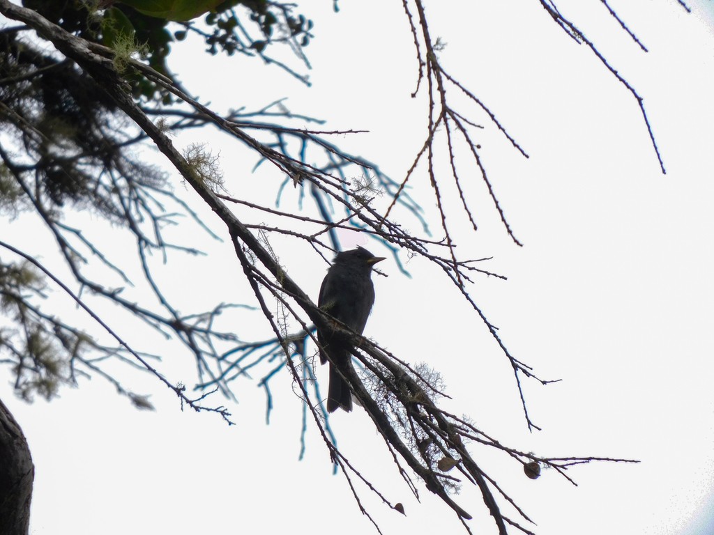 Wigsnavelgors (Acanthidops bairdi)