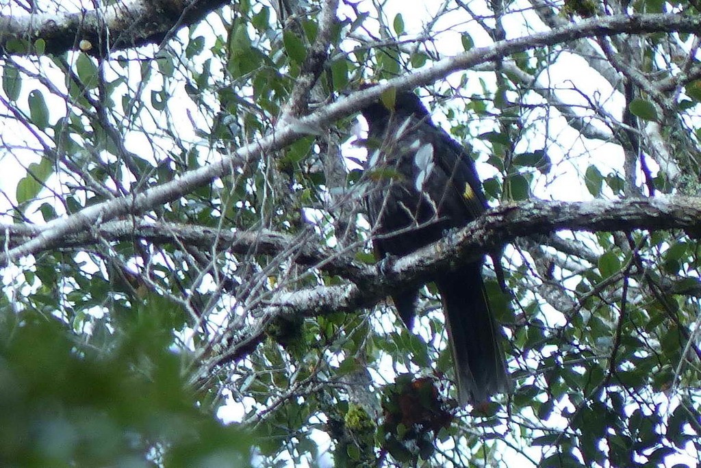 パプアニワシドリ (Archboldia papuensis)