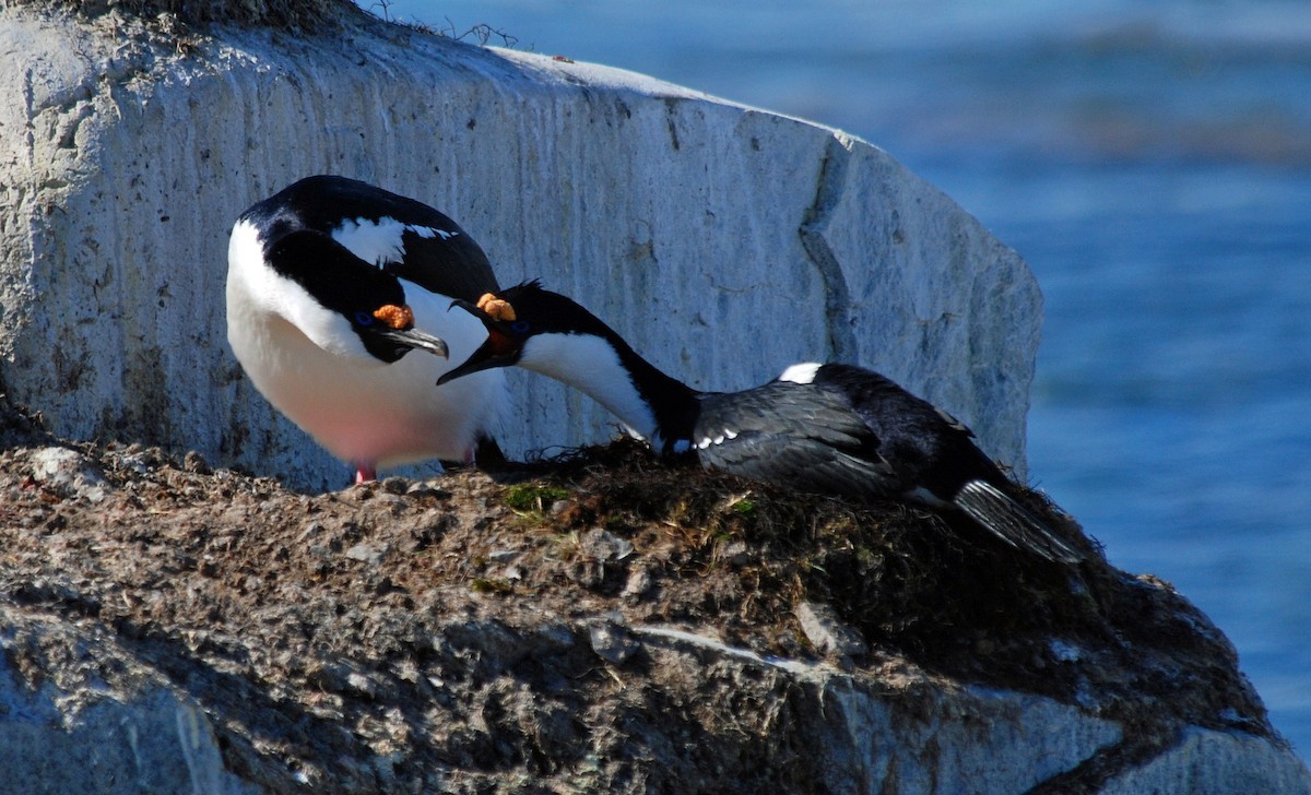 Antarctic Shag (Leucocarbo bransfieldensis)