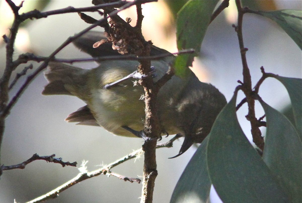 Hemignathus (Hemignathus)