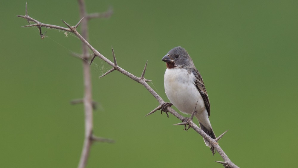 Chestnut-throated Seedeater (Sporophila telasco)