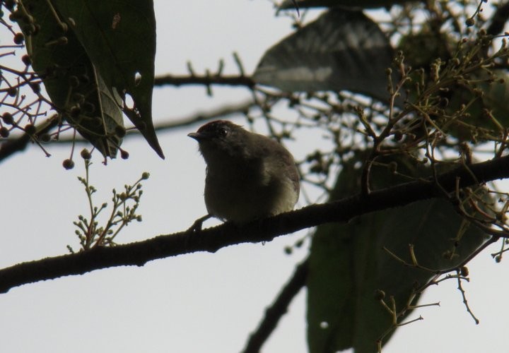 Белоглазка-Крошка (Heleia squamifrons)