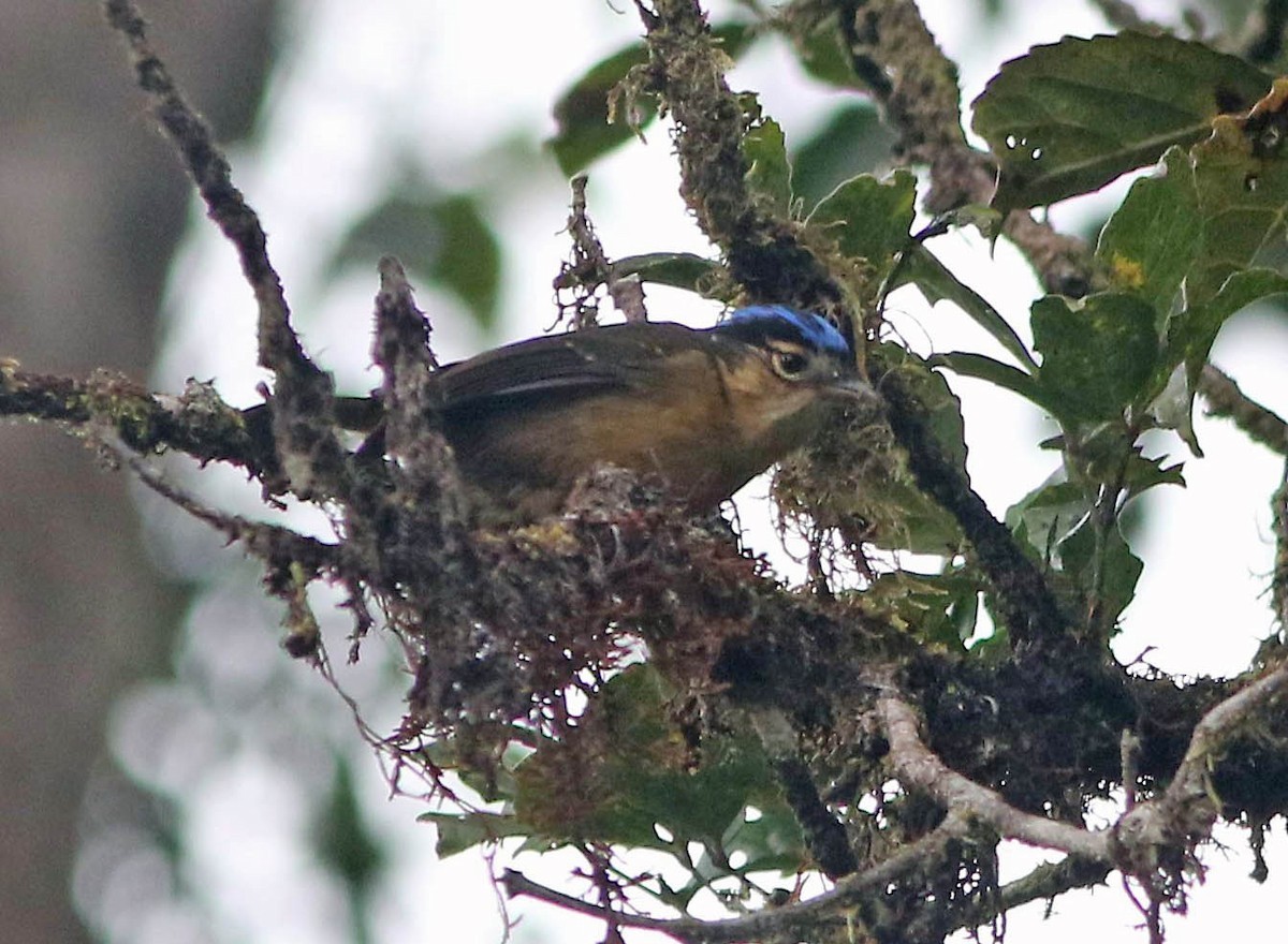 Blue-capped Ifrit (Ifrita kowaldi)