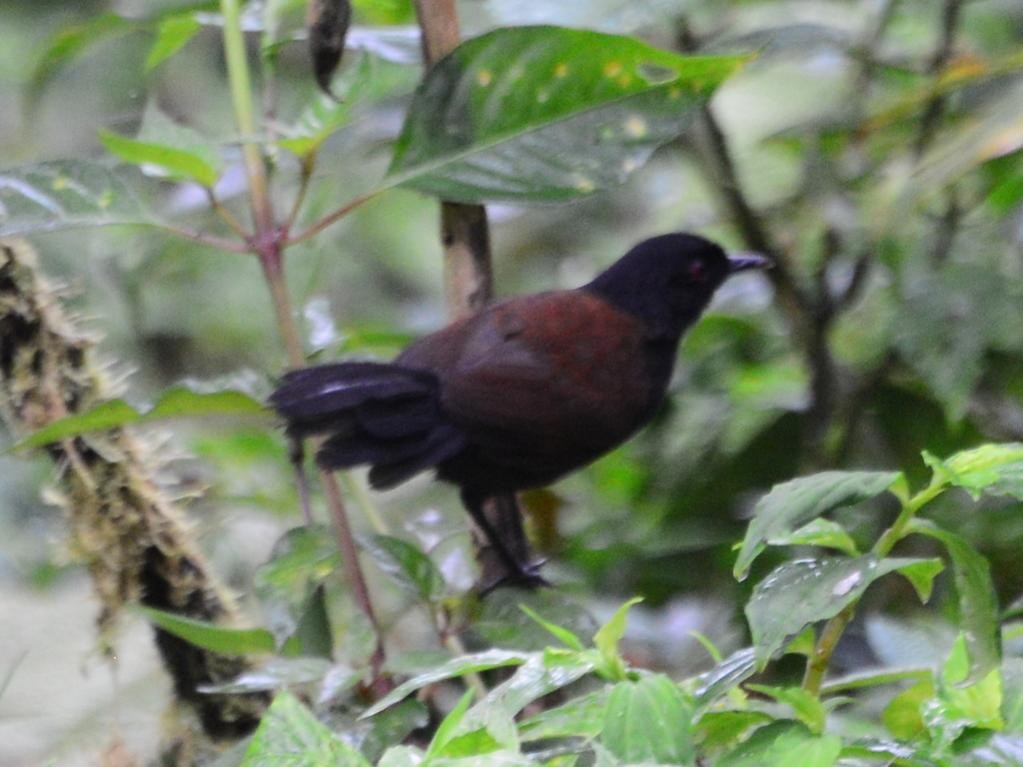 East Amazonian Fire-eye (Pyriglena leuconota)