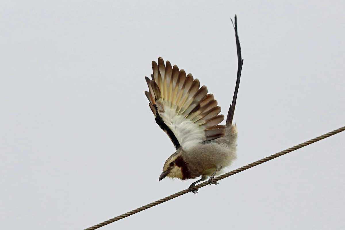 Lintstaarttiran (Gubernetes yetapa)
