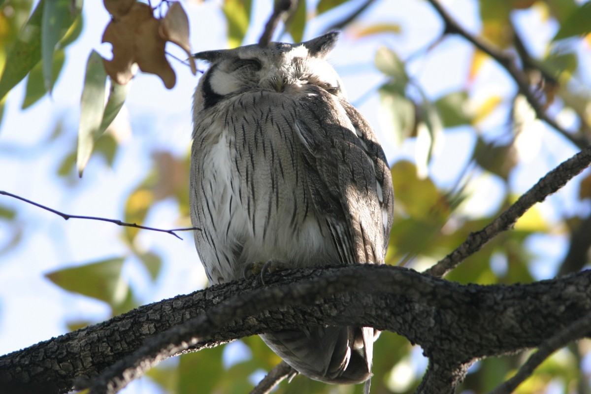 Ptilopsis (Ptilopsis)