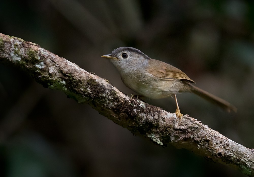 Fulveta montana (Alcippe peracensis)