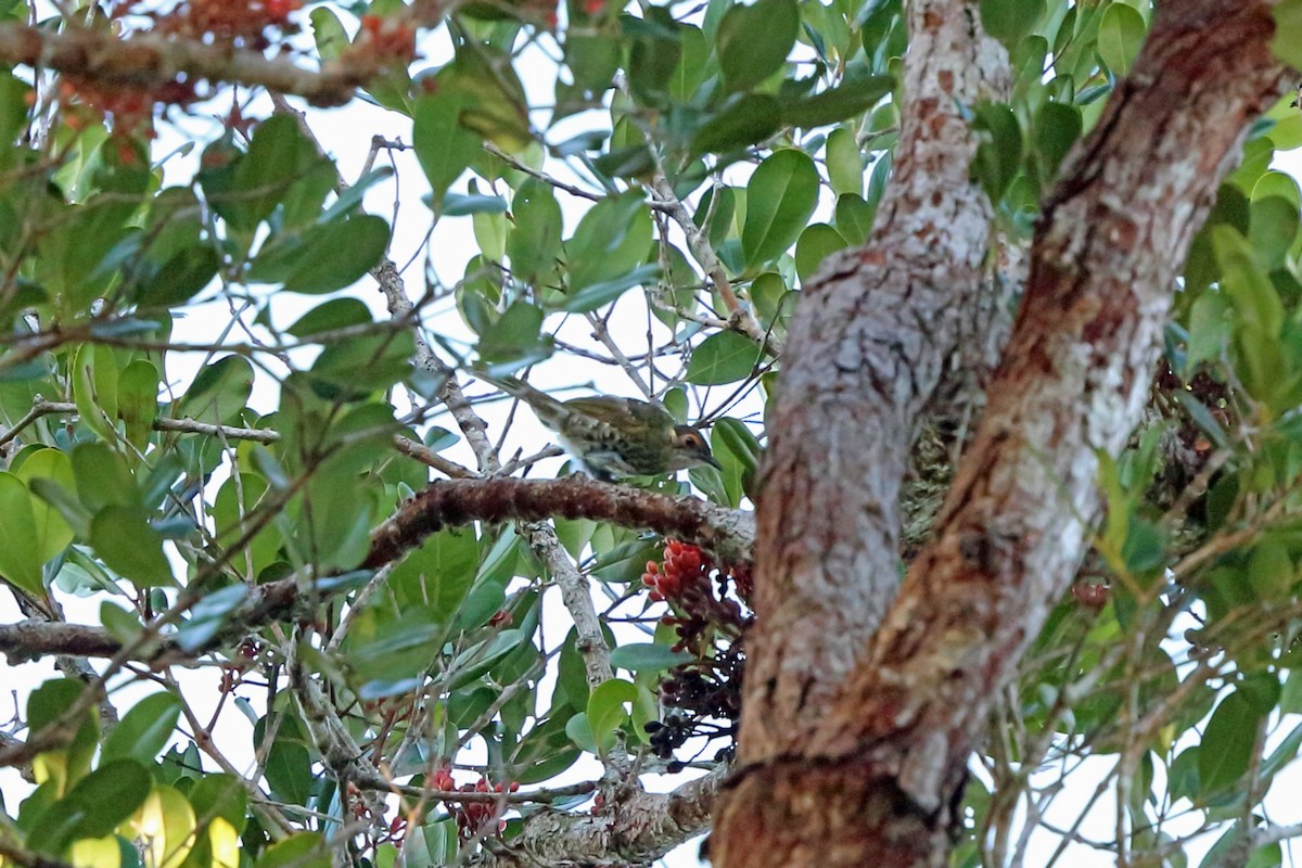 Bare-faced Honeyeaters (Xanthotis)