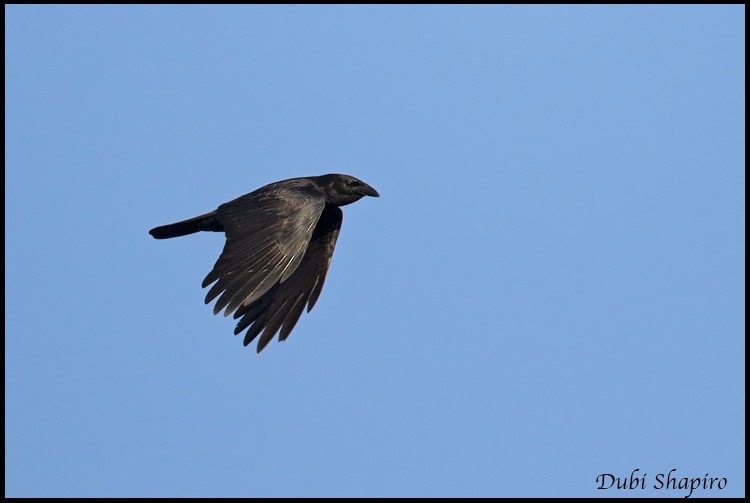 Gralha-florestal-haitiana (Corvus palmarum)