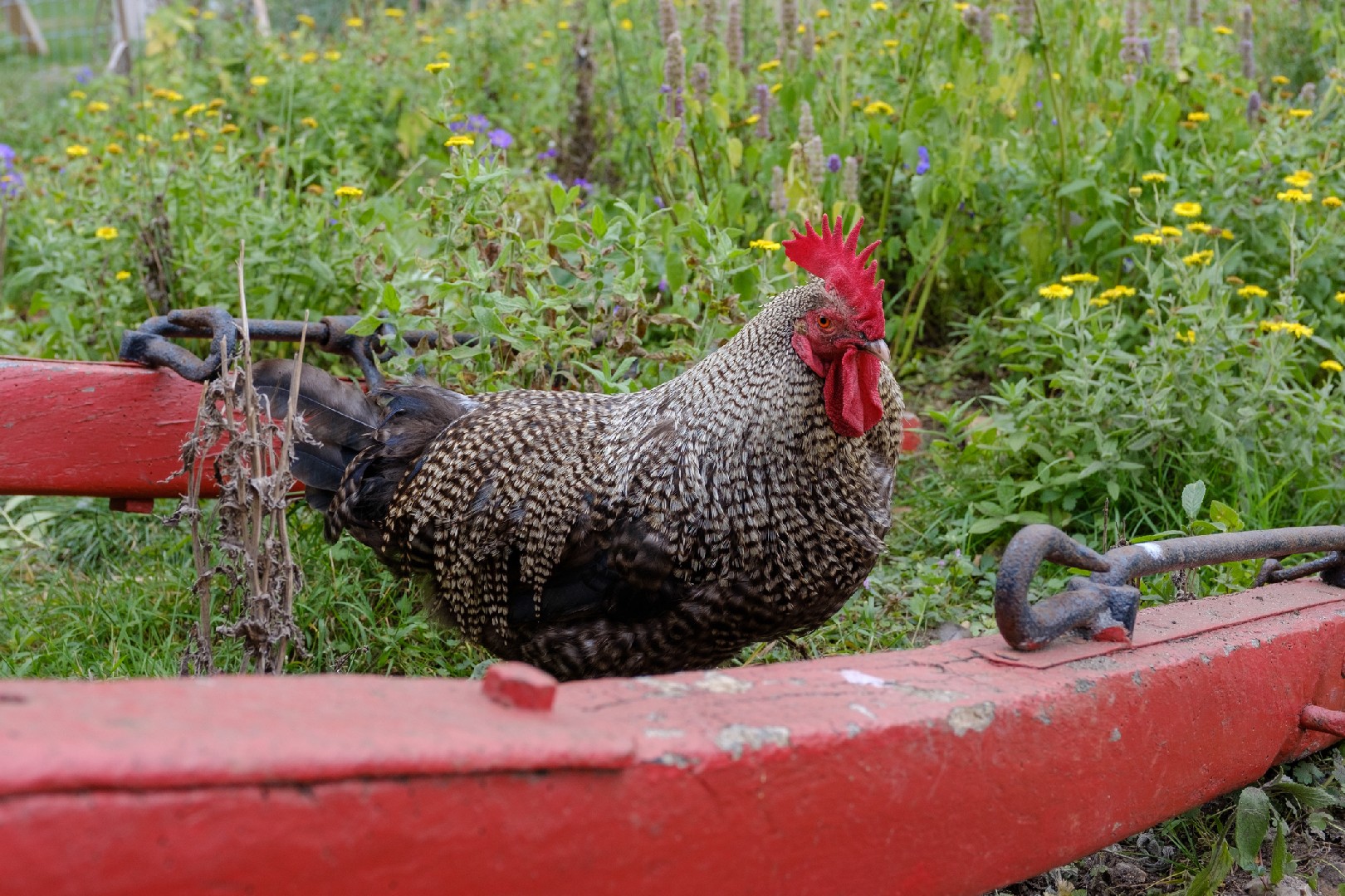 Gallus gallus domesticus 'Scots Dumpy' (Gallus gallus domesticus 'Scots Dumpy')