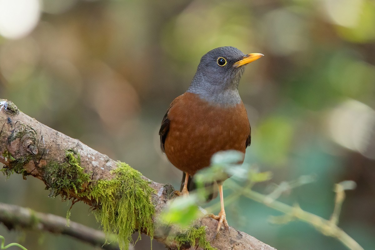 Kastanjelijster (Turdus rubrocanus)