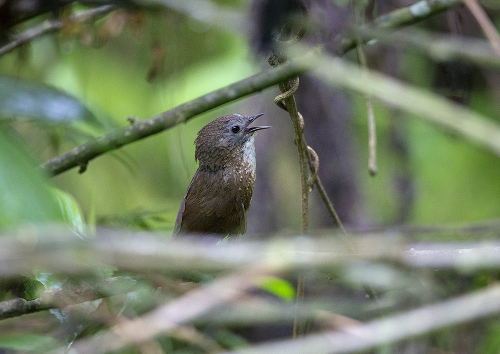 Timalie chocolat (Spelaeornis chocolatinus)