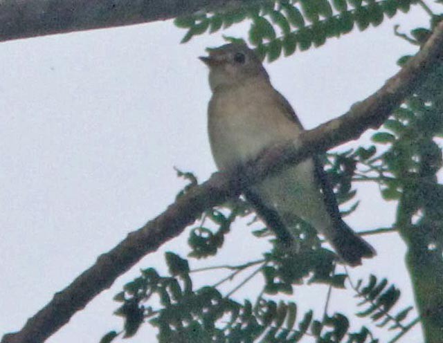 Molukse Fluiter (Pachycephala griseonota)