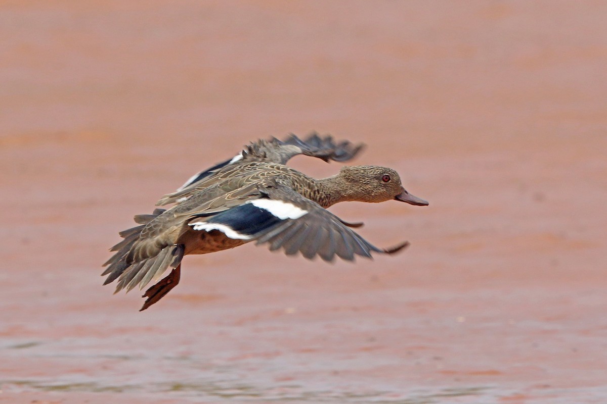 Bernier's Teal (Anas bernieri)