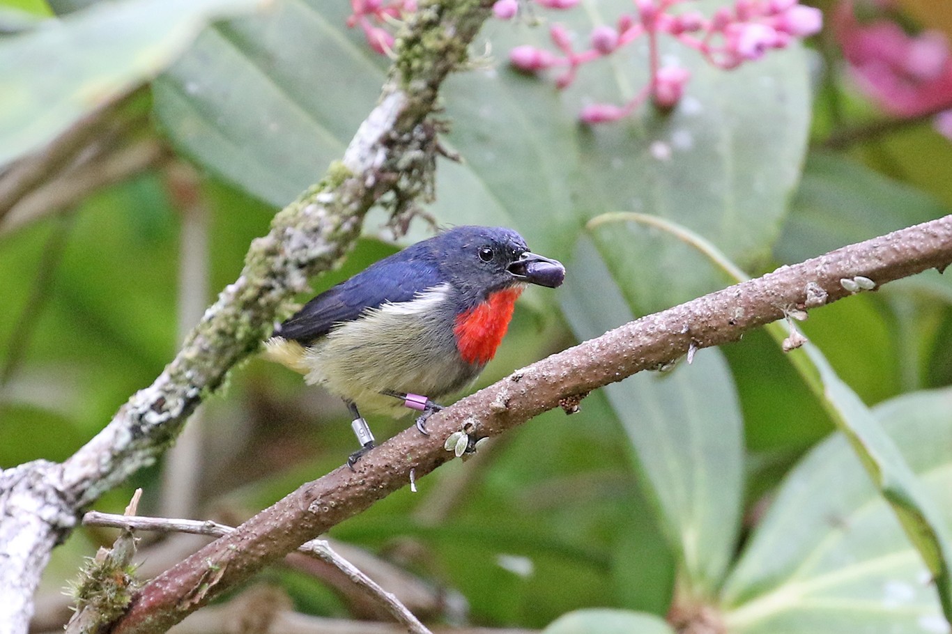Borneohoningvogel (Dicaeum monticolum)