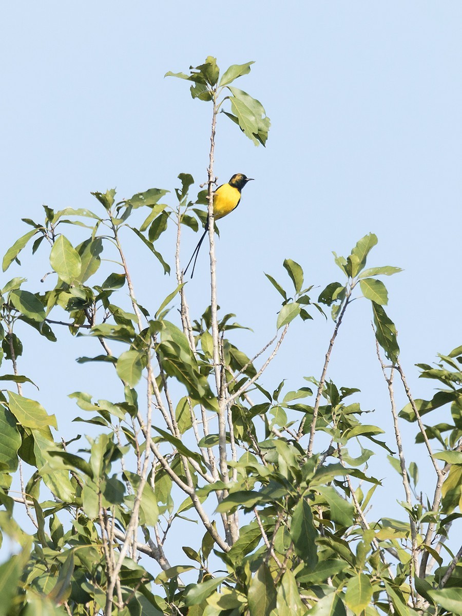 Kleine Honingzuiger (Hedydipna platura)