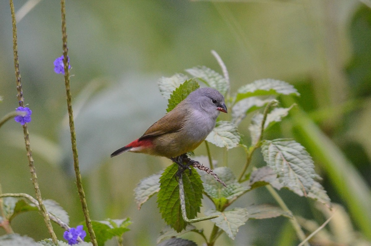 Coccopygia (Coccopygia)