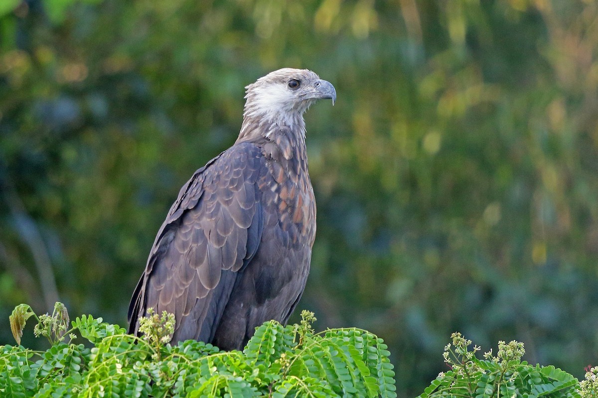 Мадагаскарский орлан-крикун (Haliaeetus vociferoides)