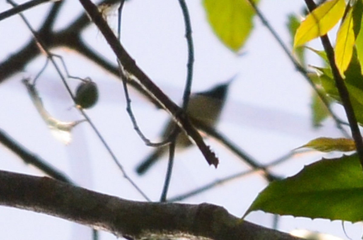 Amani sunbird