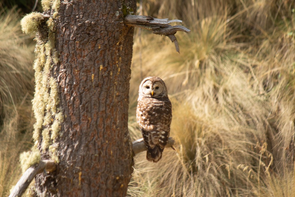 Cinereous Owl (Strix sartorii)