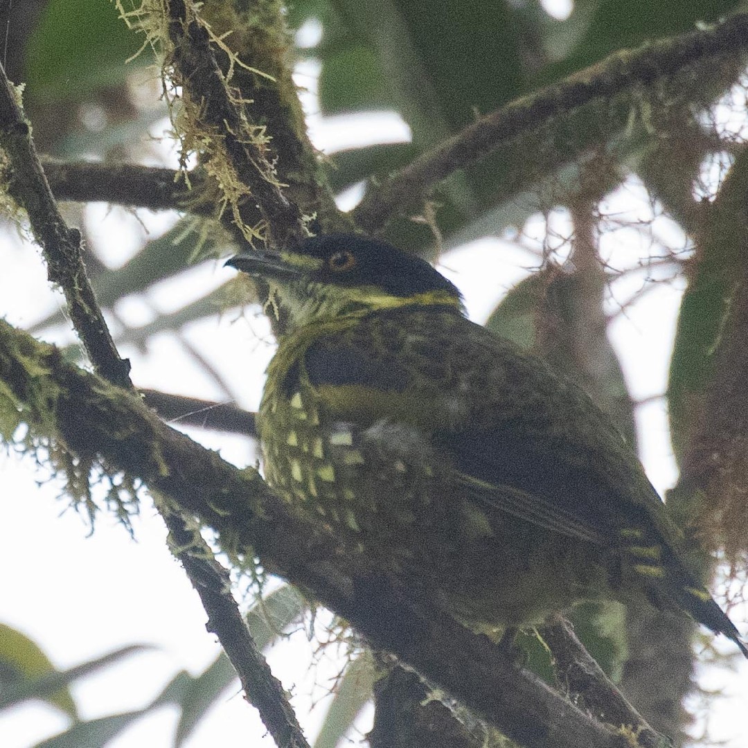 Scaled Fruiteater (Ampelioides)