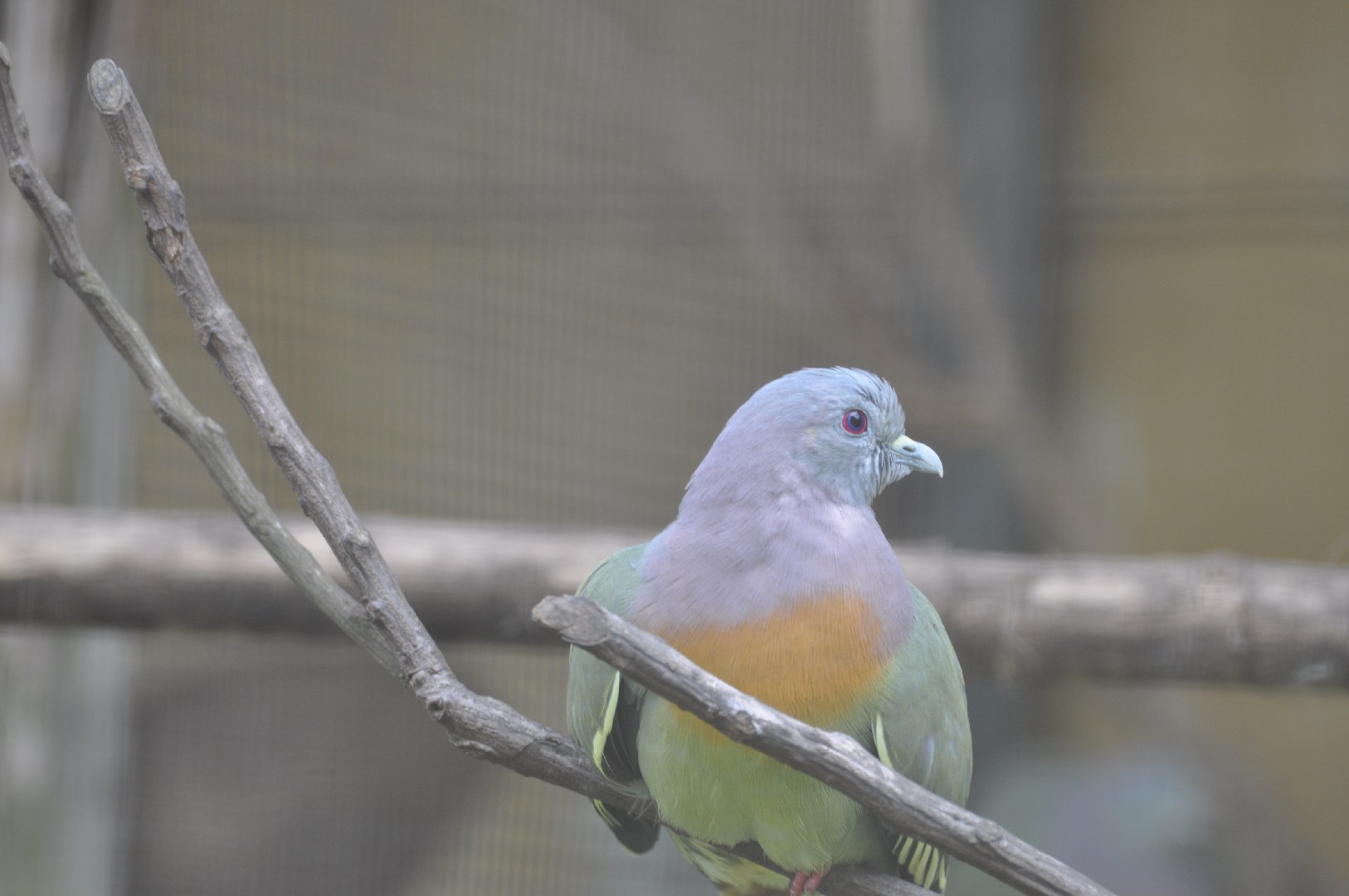 Columba livia domesticus 'Pink-necked Green' (Columba livia domesticus 'Pink-necked Green')