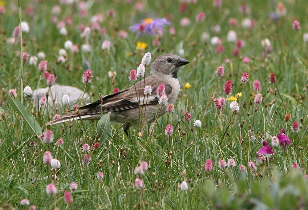 Black-winged Snowfinch (Montifringilla adamsi)