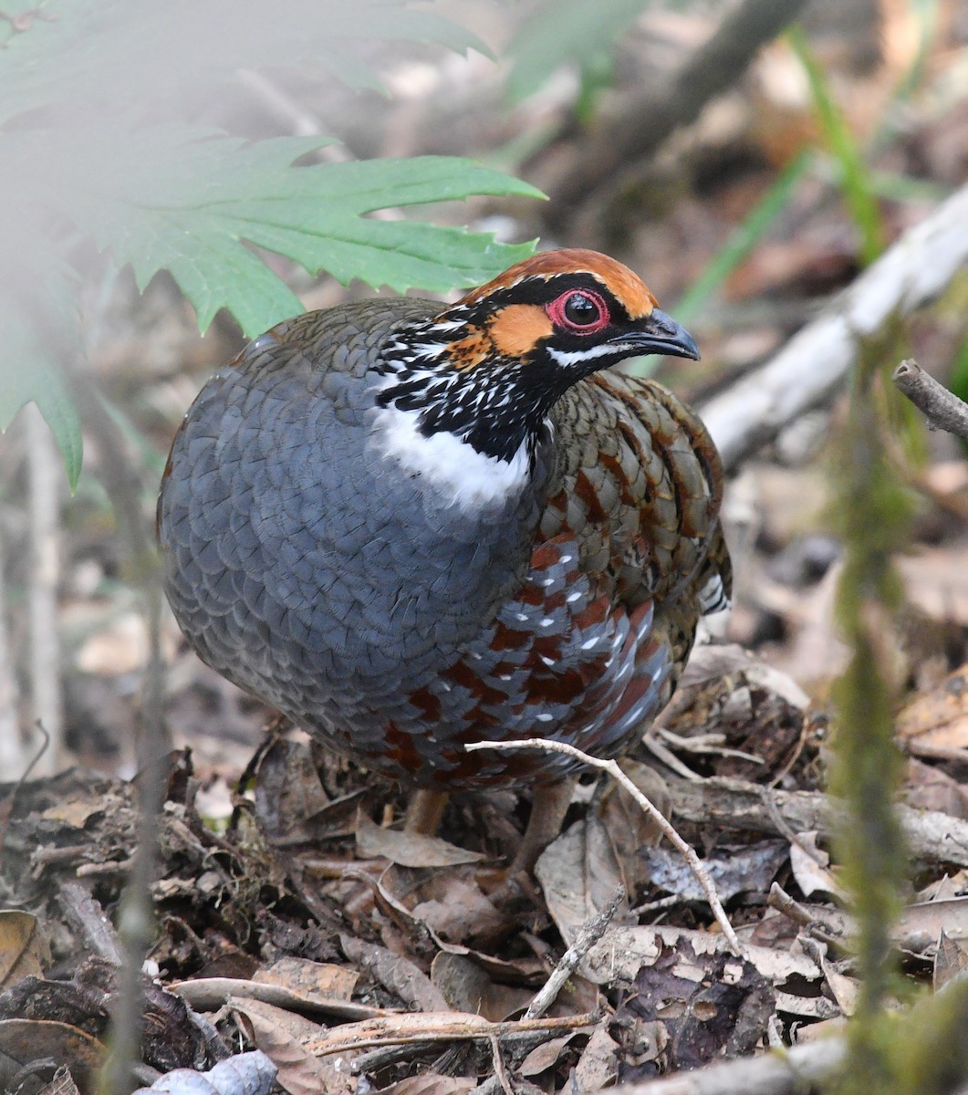 Hill Partridge (Arborophila torqueola)