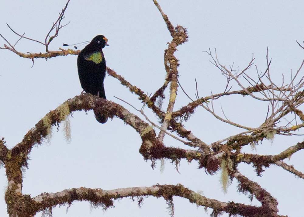 オナガカンザシフウチョウ (Parotia wahnesi)