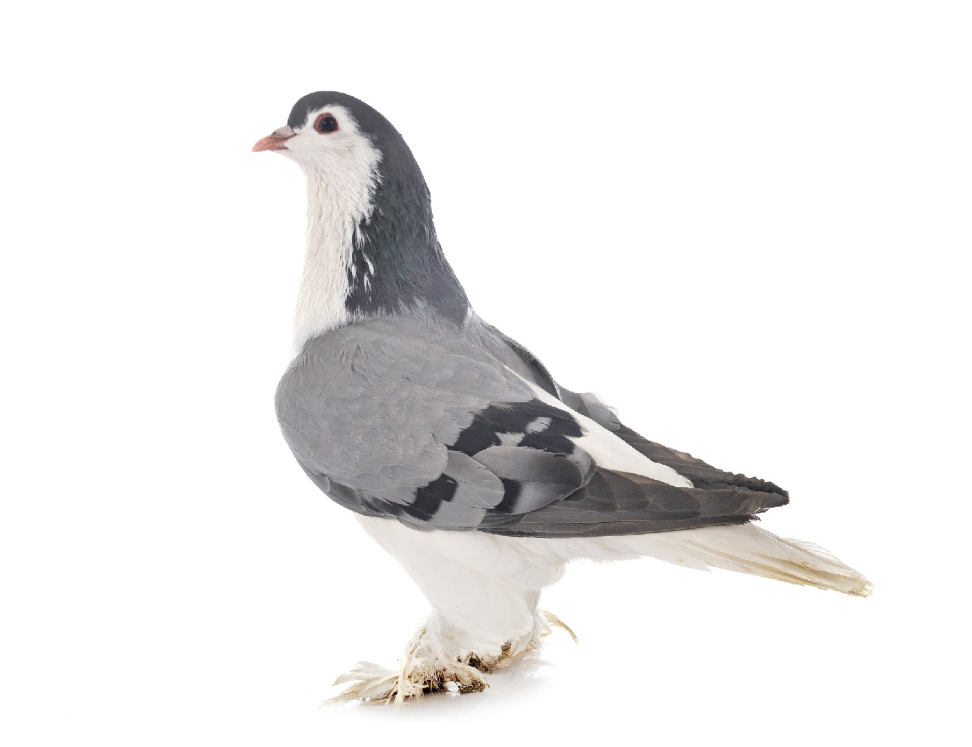 Columba livia domesticus 'Lahore' (Columba livia domesticus 'Lahore')