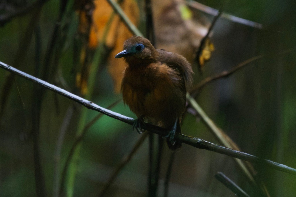 Gymnocichla (Gymnocichla)