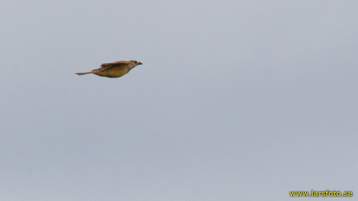 チャバラニワシドリ (Chlamydera cerviniventris)