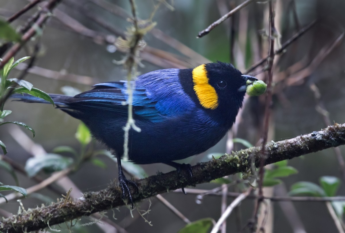 Yellow-scarfed Tanager (Iridosornis reinhardti)