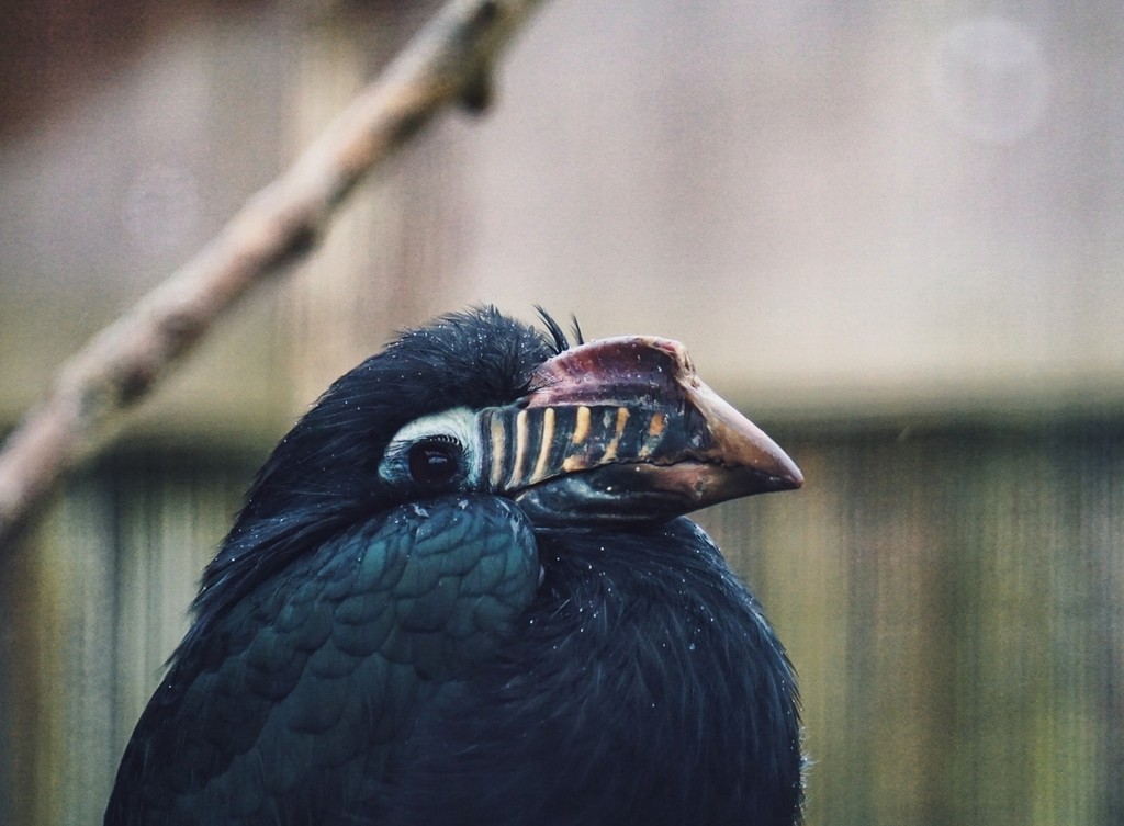 Calao tarictic (Penelopides panini)