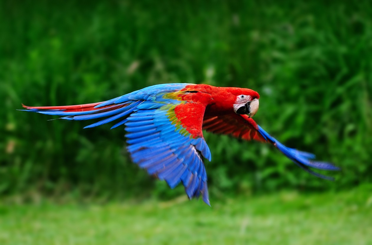 Cuban Macaw (Ara tricolor)