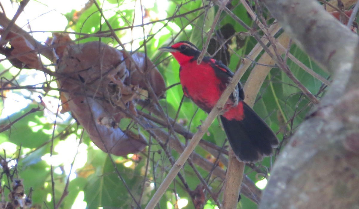 Rhodinocichla (Rhodinocichla)