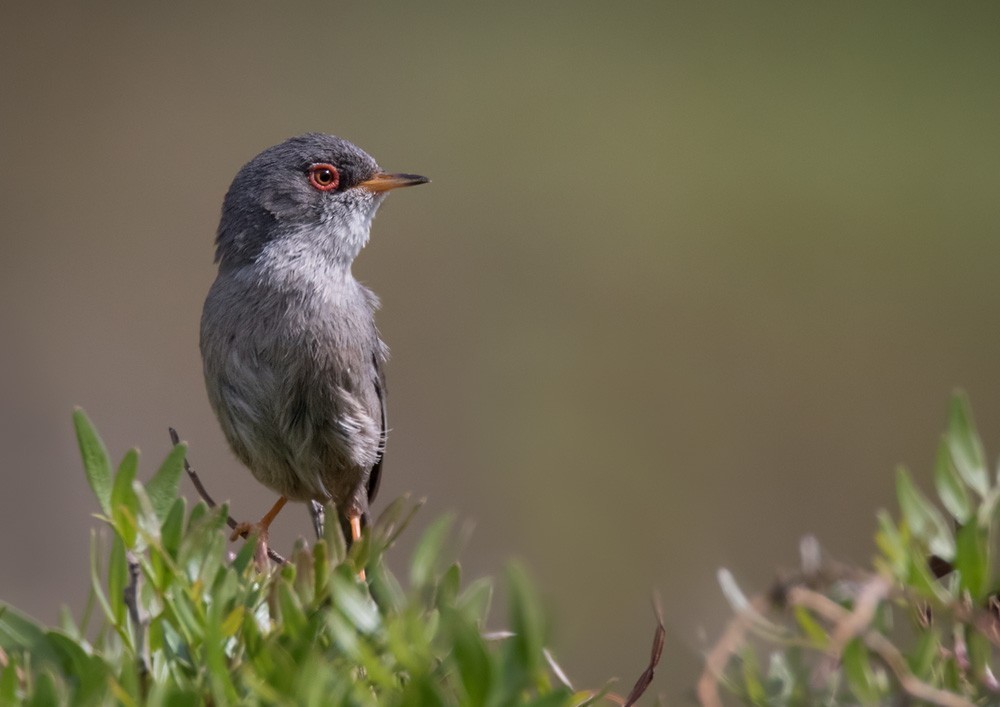 Curruca balear (Curruca balearica)