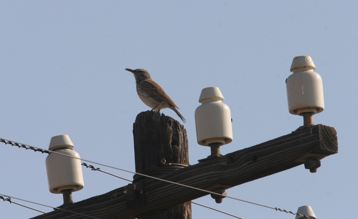 Karoolangsnavelleeuwerik (Certhilauda subcoronata)