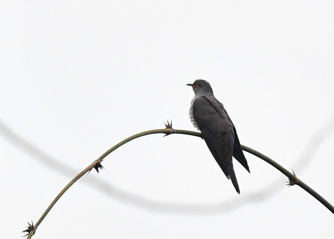 Indian Cuckoo (Cuculus micropterus)