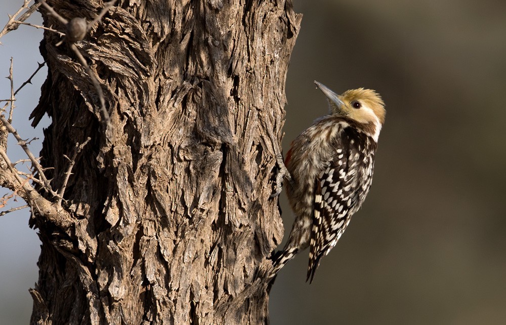 ベンガルアカゲラ (Leiopicus mahrattensis)