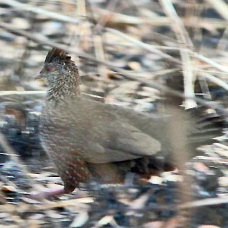 Stone Partridge (Ptilopachus petrosus)