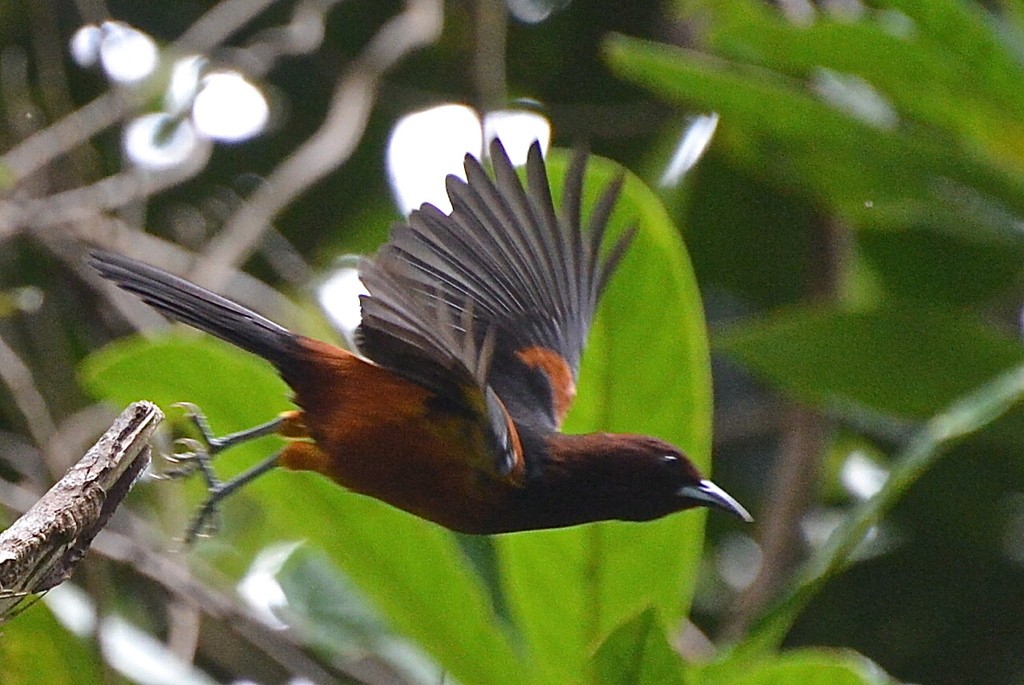 Martiniquetroepiaal (Icterus bonana)