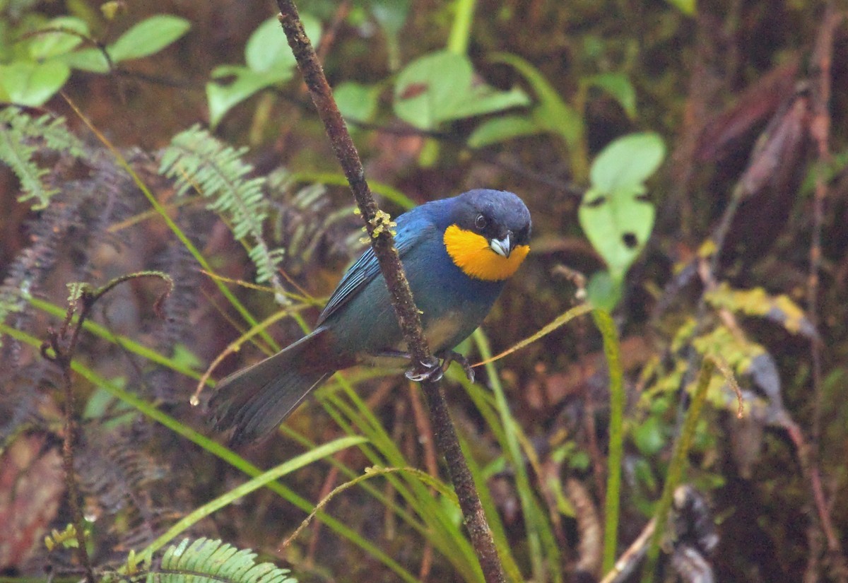 Yellow-patched Tanagers (Iridosornis)