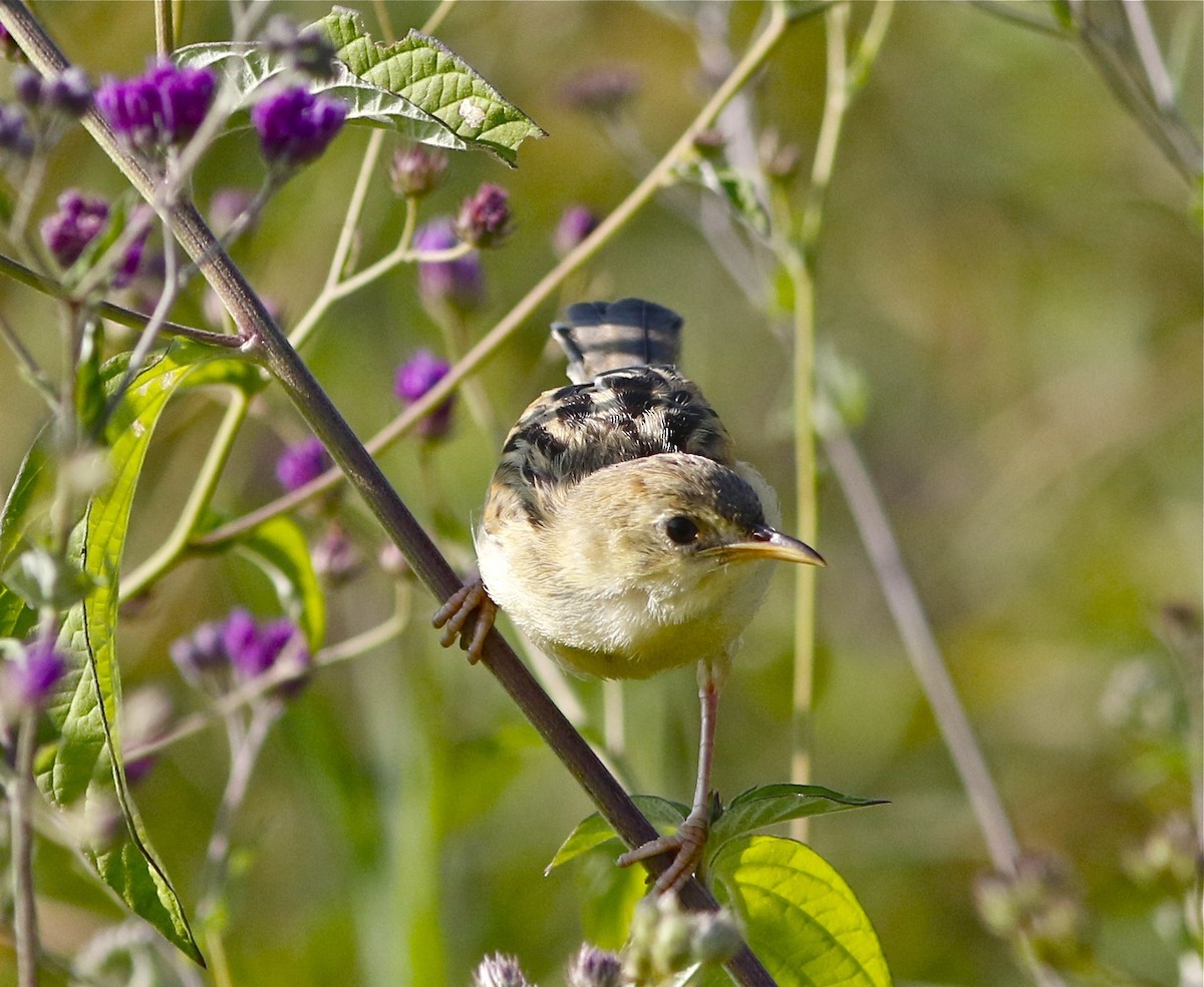 Winding cisticola