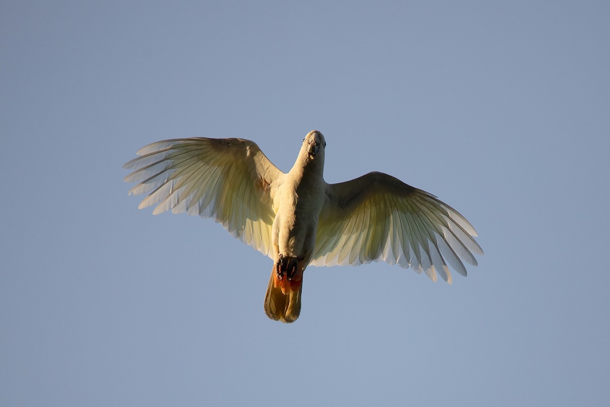 Cacatoès des Philippines (Cacatua haematuropygia)