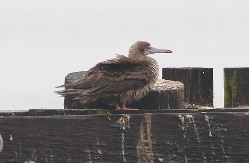 Piquero patirrojo (Sula sula)