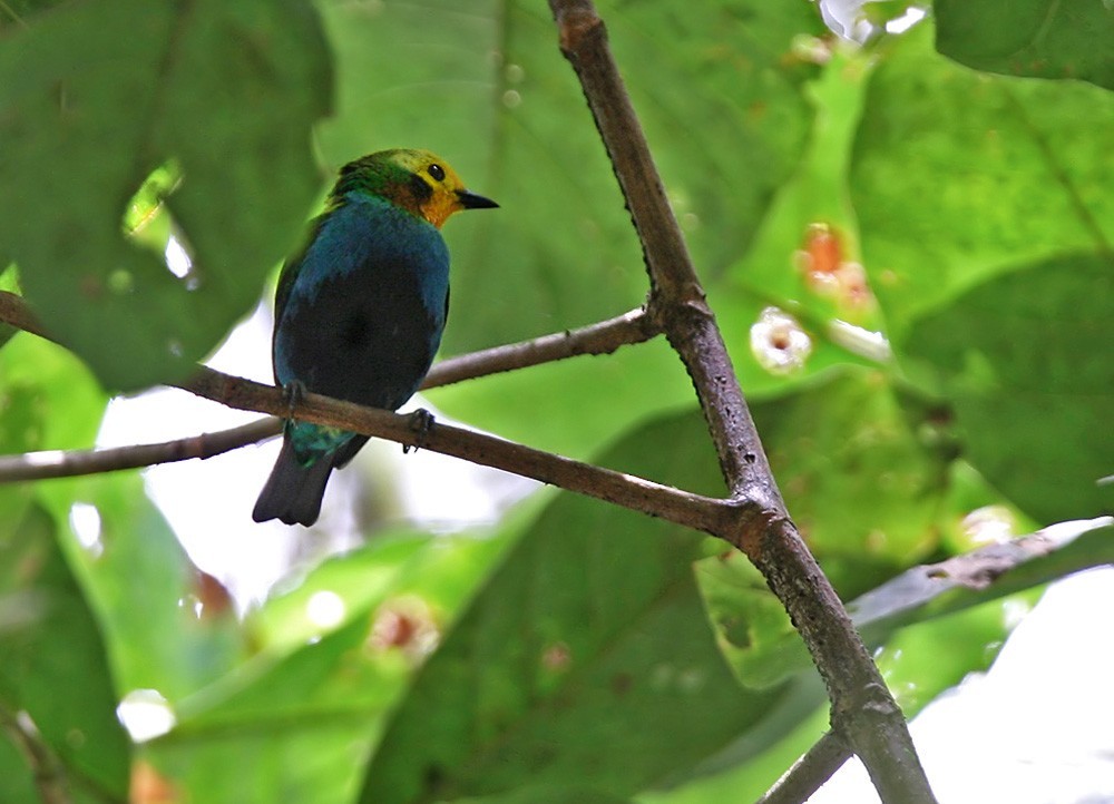 Tangara multicolor (Chlorochrysa nitidissima)
