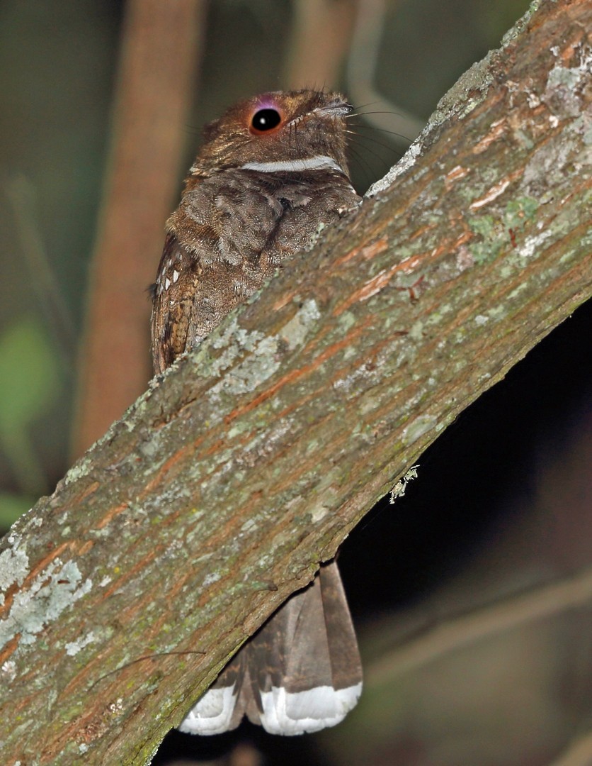 Neotropical poorwills (Nyctiphrynus)