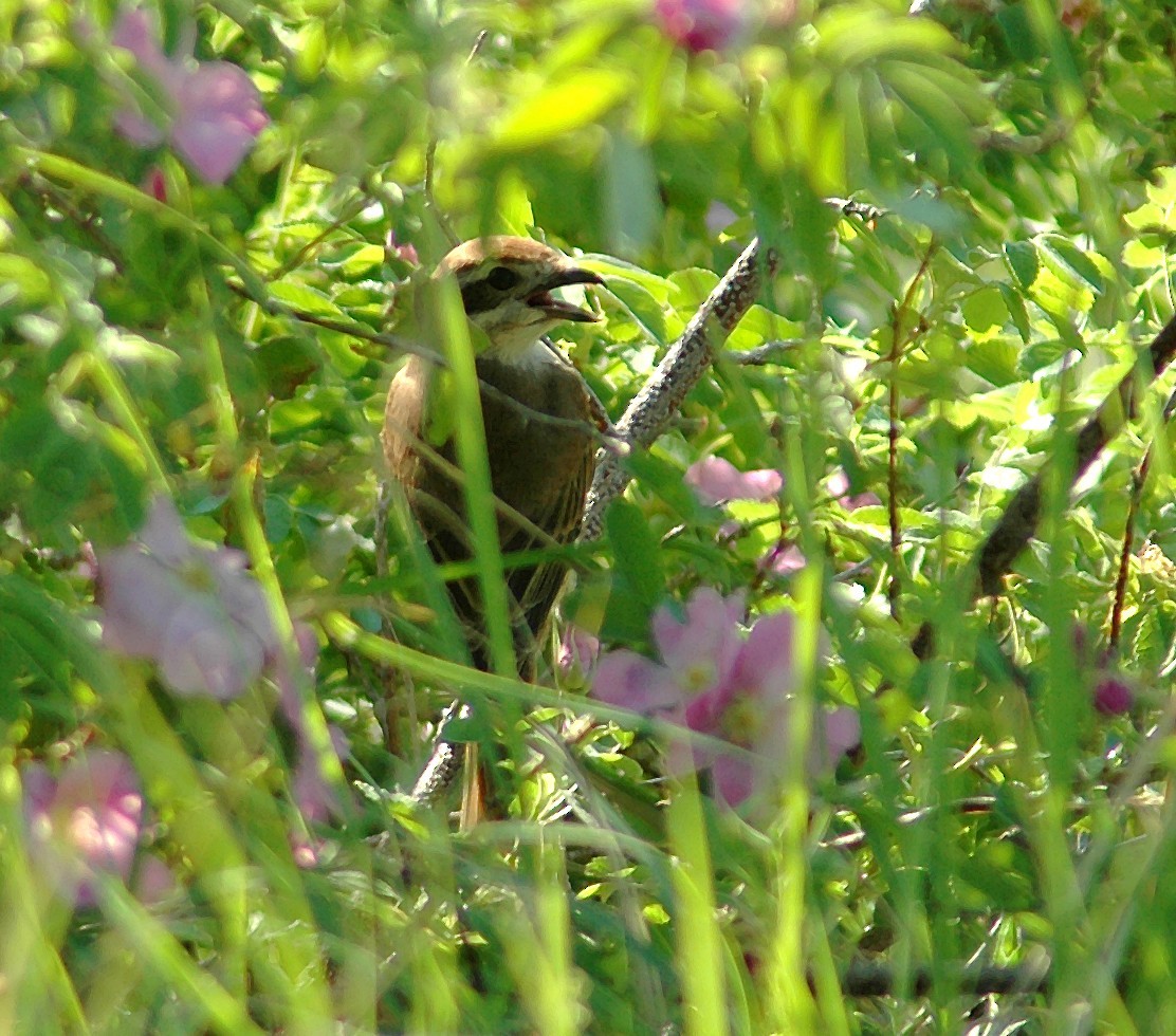 Rotschwanzwürger (Lanius phoenicuroides)