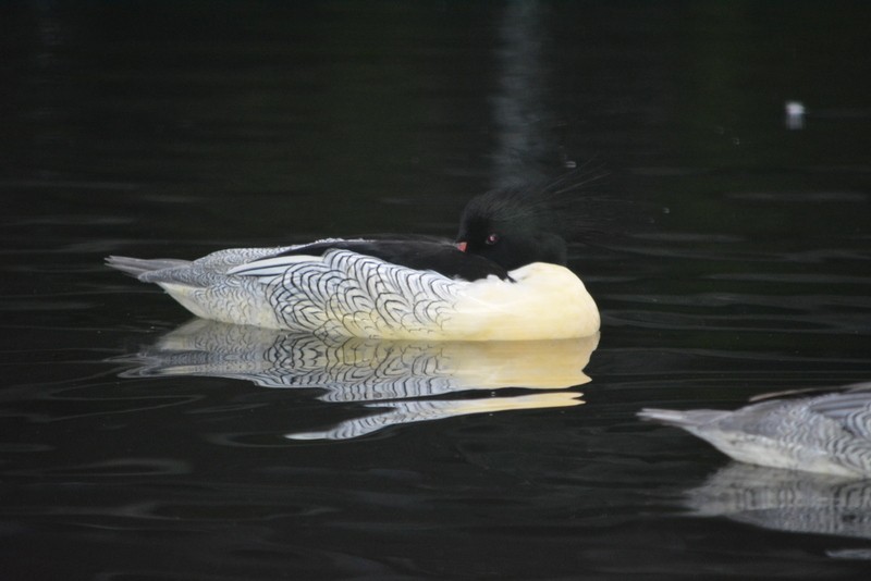 Scaly-sided Merganser (Mergus squamatus)